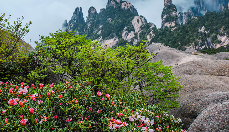 金陵 黃山全景圖
